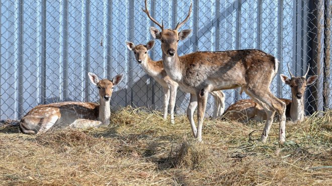 Hakkari'de yakalanan alageyikler Van'da koruma altına alındı