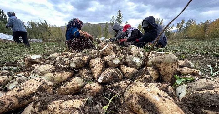 Yüksekova’da üretilen şeker pancarları Van’a gönderildi