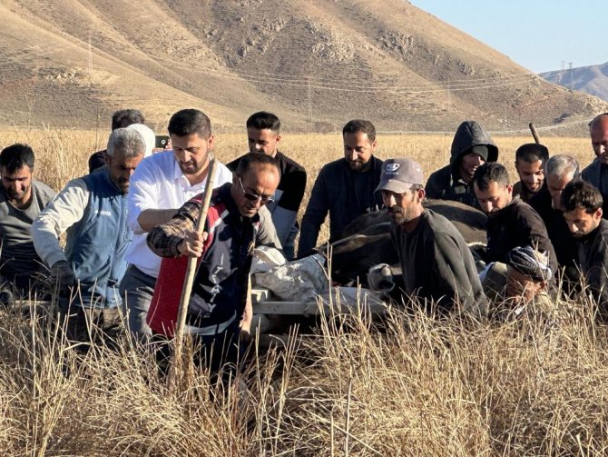 Sedye ile inek kurtarma operasyonu