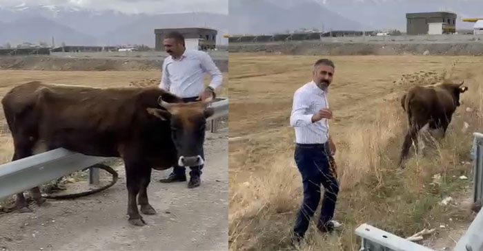 Yüksekova'da bariyerde mahsur kalan inek kurtarıldı