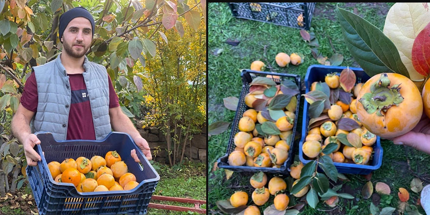 Derecik'te 'Cennet hurması' hasadı başladı