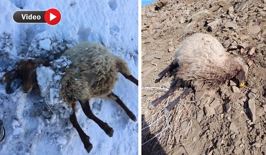 Yüksekova'da kurtlar dehşet saçtı