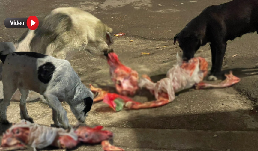 Yüksekova'da infial oluşturan görüntüler