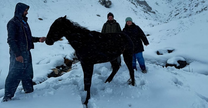 Hakkari'de yaralı halde mahsur kalan At kurtarıldı