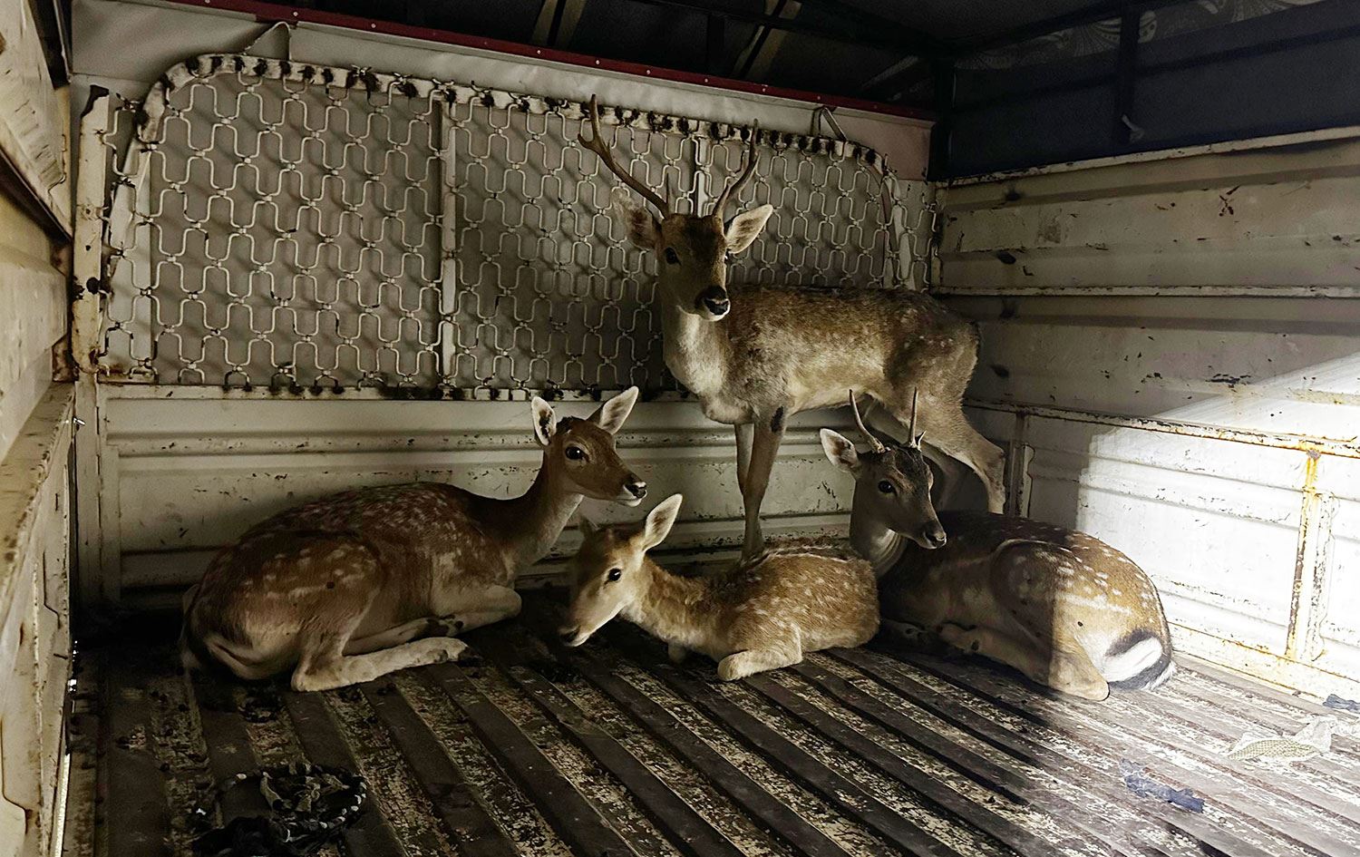 Hakkari'de yakalanan Ala geyikler Çoruma götürüldü