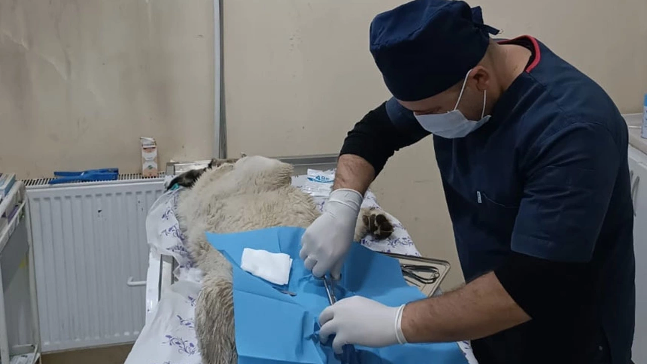 Hakkari’de sahipsiz hayvanlar kısırlaştırılıyor
