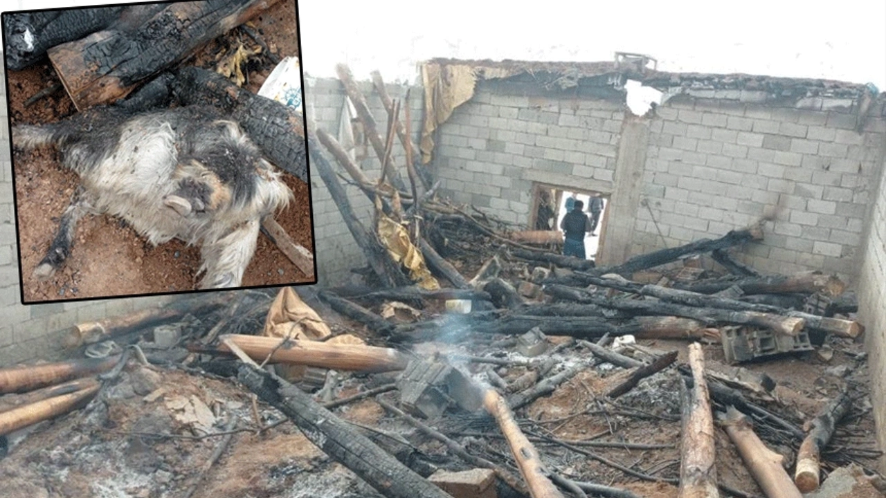 Feci olay! 180 küçükbaş hayvan telef oldu