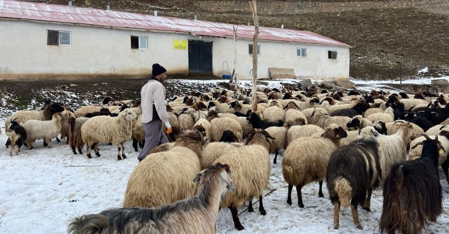 İranlı çoban, 15 bin TL karşılığında Yüksekova'da çobanlık yapıyor