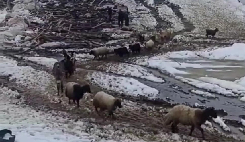 Ahır çöktü, 40 küçükbaş hayvan telef oldu