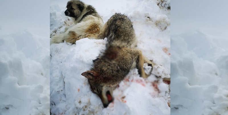 Köpeklerin saldırısına uğrayan kurt telef oldu
