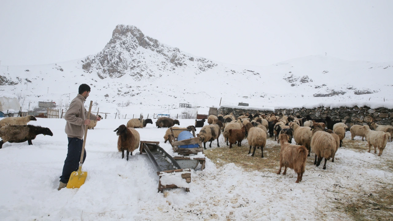Hakkari'de besiciler hayvanlarını yazın biriktirdikleri otlarla besliyor