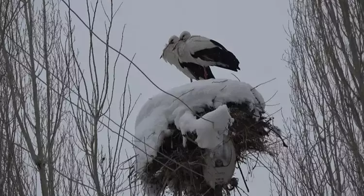 21 yıldır köydeki leyleklerden erkek öldü, dişi ve yavrusu yuvalarını terk etmiyor