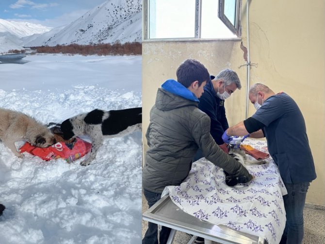 Hakkari'de sokak hayvanlarına yiyecek desteği