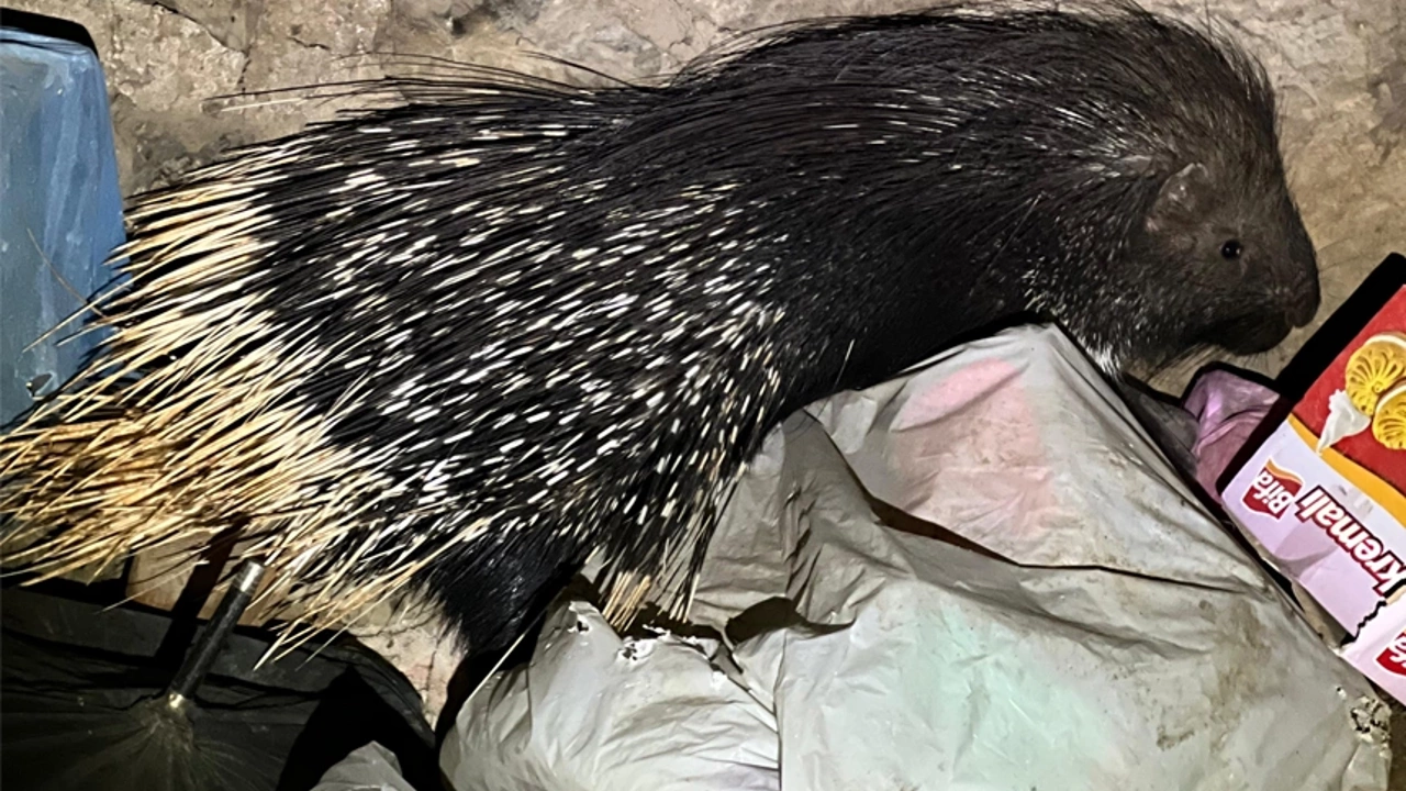 Yüksekova’da nesli tükenmekte olan oklu kirpi görüldü