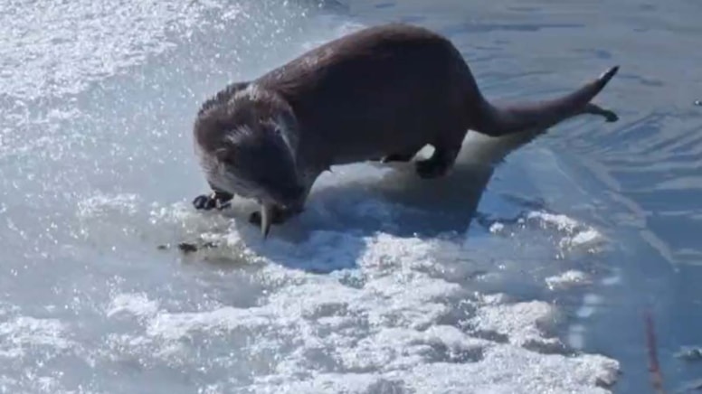 Su samuru avladığı balığı yerken görüntülendi