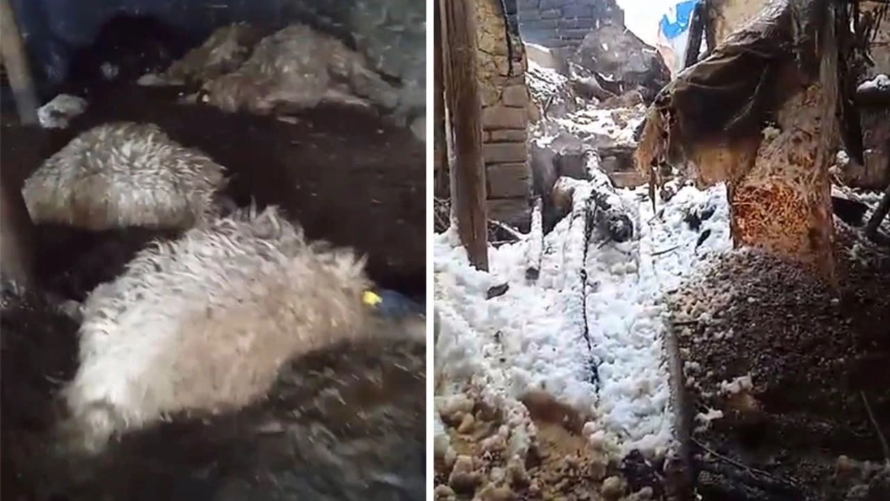 Yüksekova'da ahır çöktü: 20 koyun telef oldu