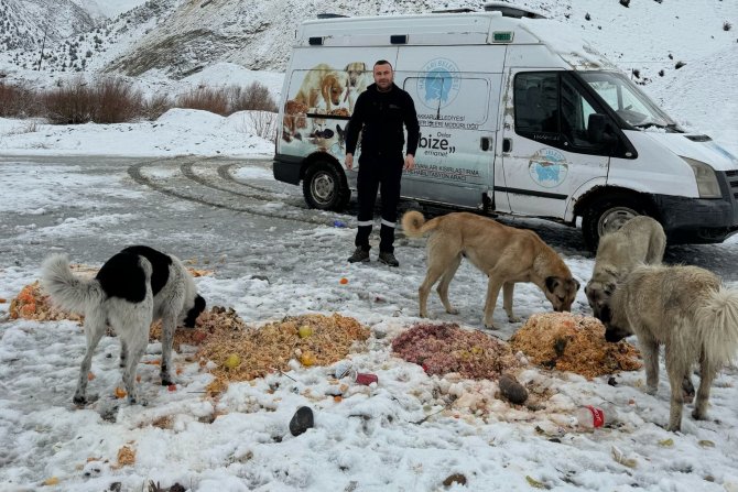 Belediye ekipleri sokak hayvanları yalnız bırakmıyor