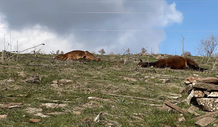 Elektrik akımına kapılan 2 at telef oldu