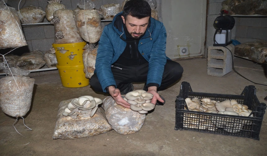 Hakkarili genç evinin ikinci katında istiridye mantarı üretiyor
