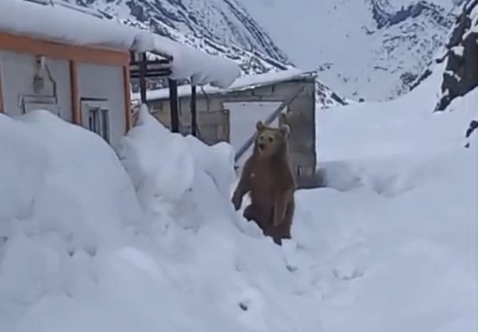 Yiyecek arayan Ayı şantiyeye girdi