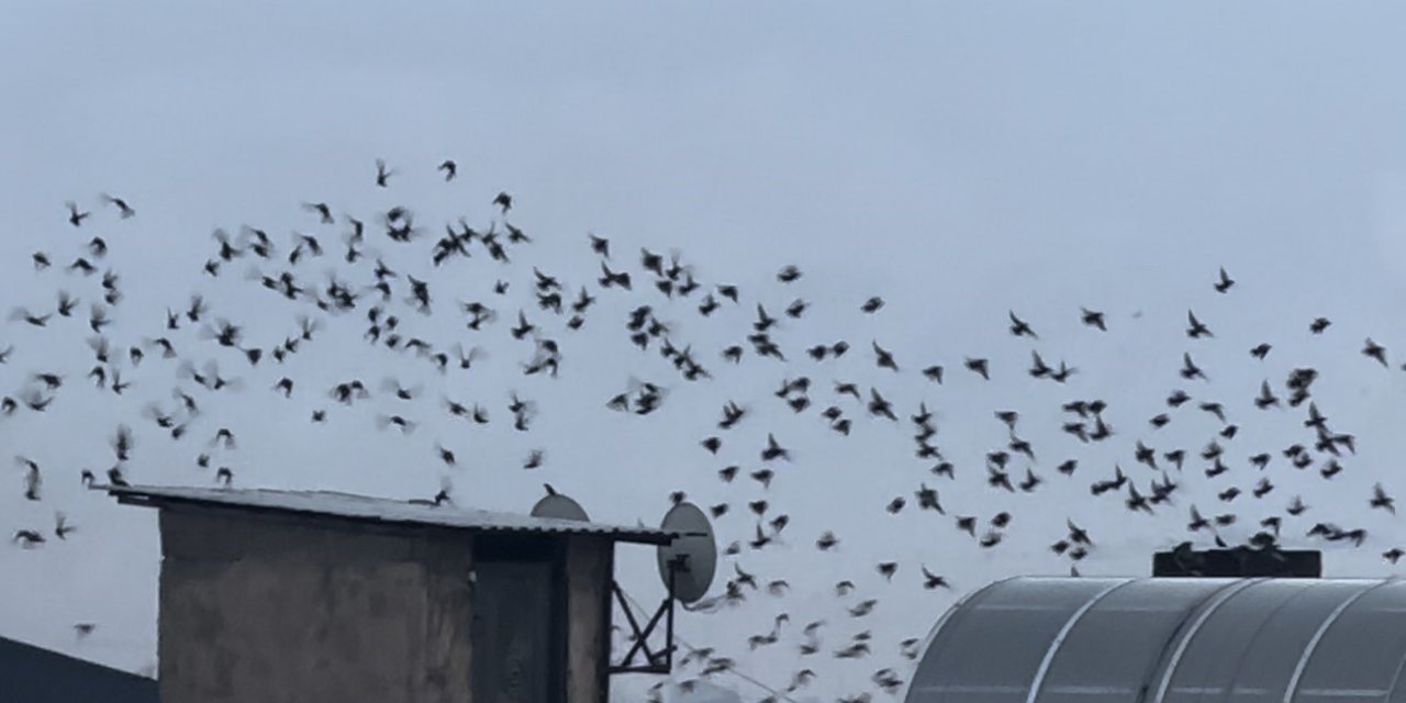 Yüksekova'da sığırcık kuşlardan görsel şölen