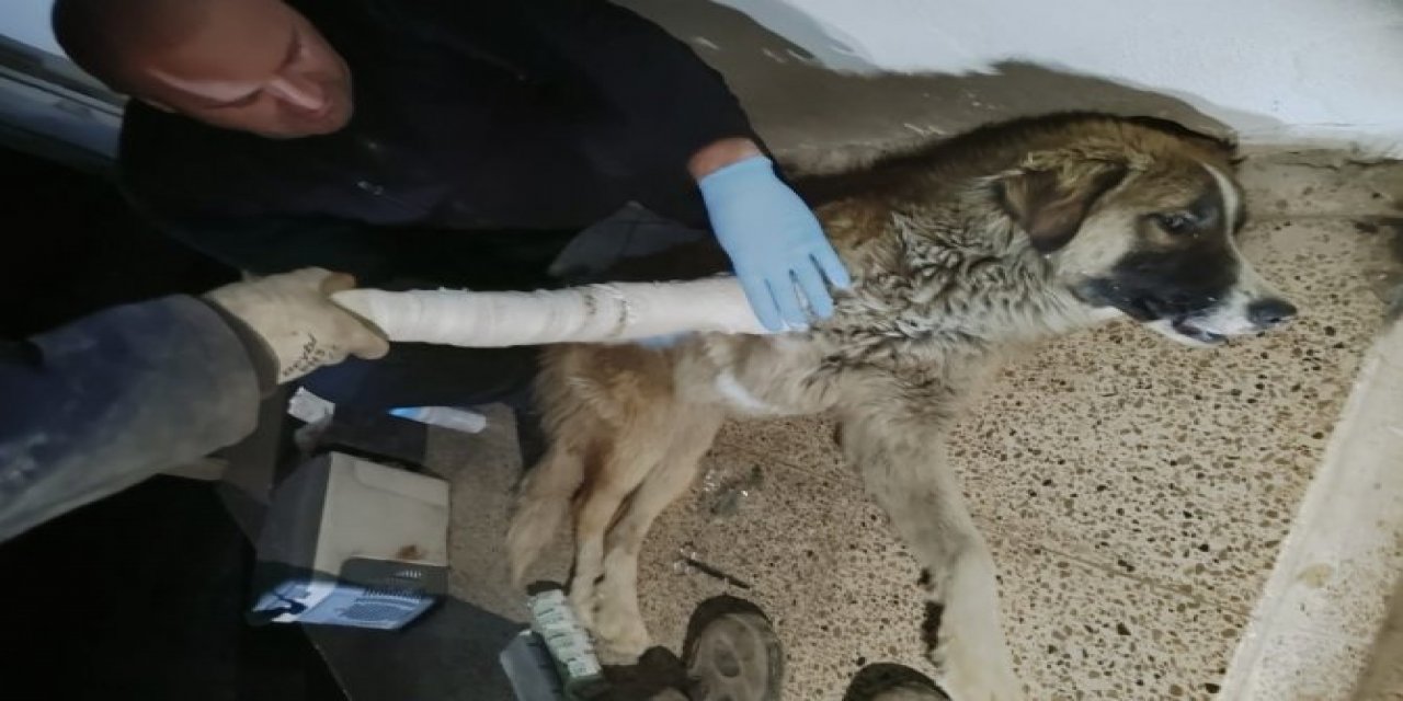 Hakkari’de Aracın Çarptığı Köpek Yaralı Kurtarıldı