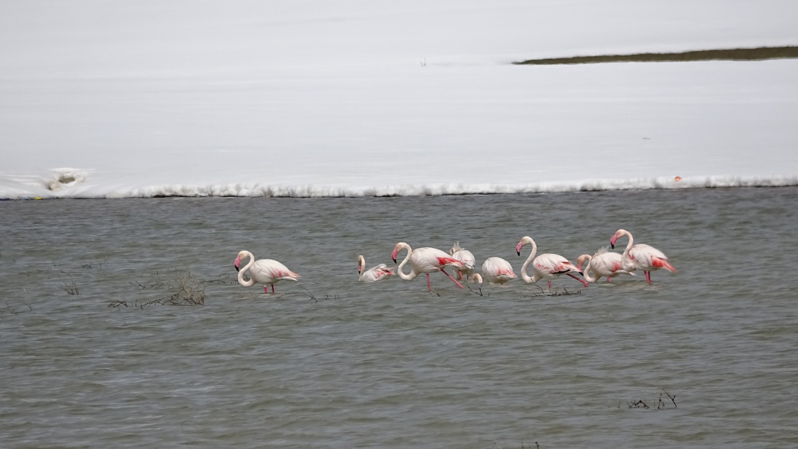 Yüksekova'da renkli misafirleri: İlk kez flamingolar görüntülendi