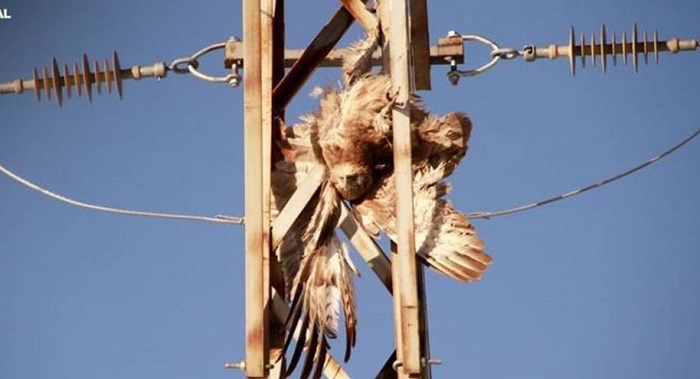 Elektrik akımına kapılan dev baykuş telef oldu