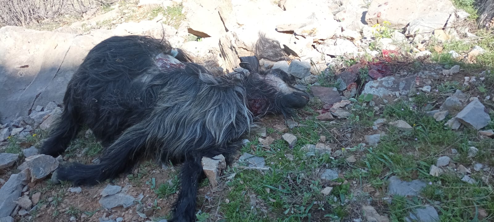 Hakkari'de Kurt Dehşet Saçtı! 18 Koyunu Parçaladı