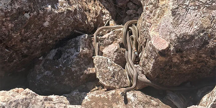 Yüksekova’da yılan sürüsü görüntülendi