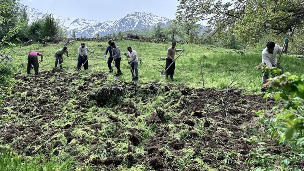 Derecik’te köylülerin imece usulü bağ çapalama mesaisi