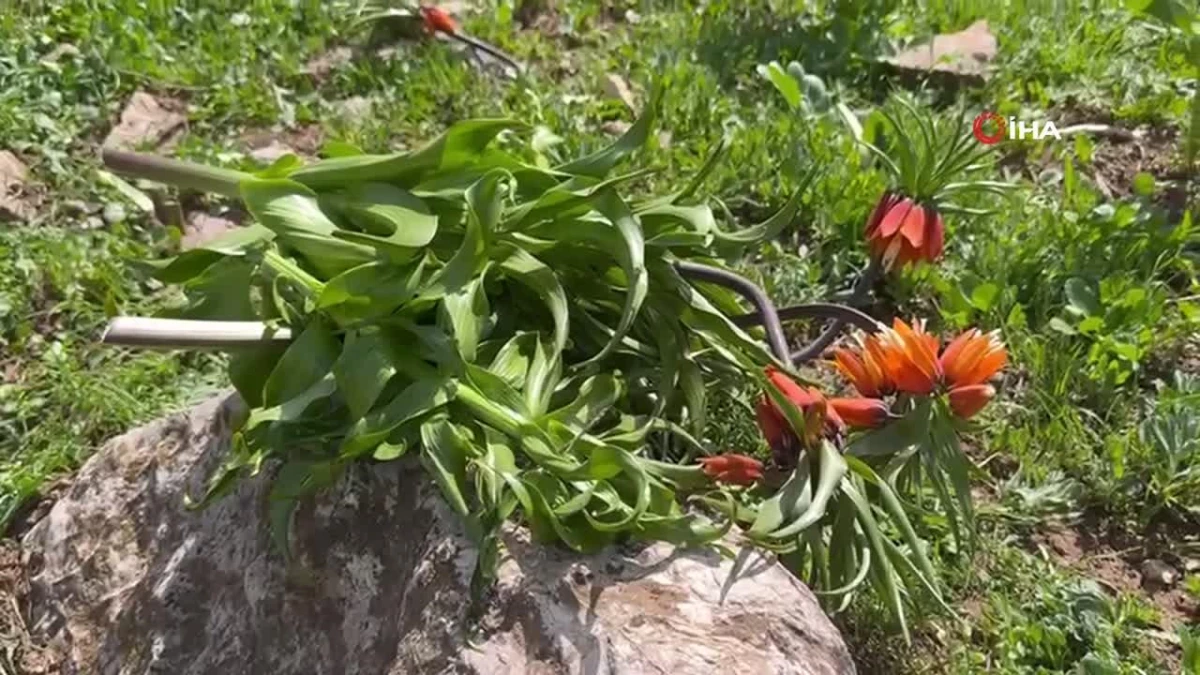Hakkari'de 20 günlük ömrünü hazmedemeyip bıçakla kestiler