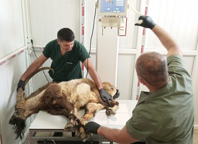 Hakkari'de Yaralı bulunan Dağ keçisi tedaviye alındı