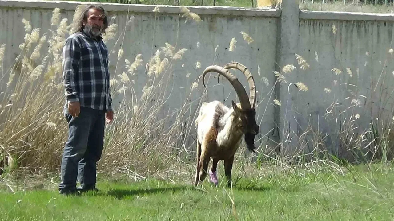 Yaralı Yaban Keçisi Tedavi Altına Alındı
