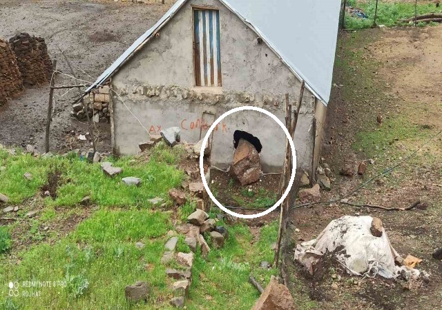 Dağdan kopan kaya parçası ahırın duvarını deldi