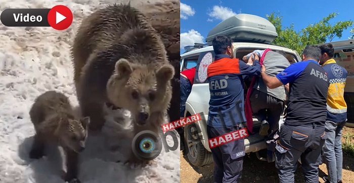 Hakkari'de Ayı saldırısına uğrayan vatandaş yaralandı
