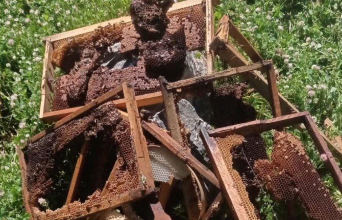 Aç kalan ayılar arı kovanlarına saldırdı