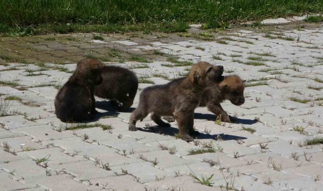 Hakkari'de bulunan 4 kurt yavrusu koruma altına alındı