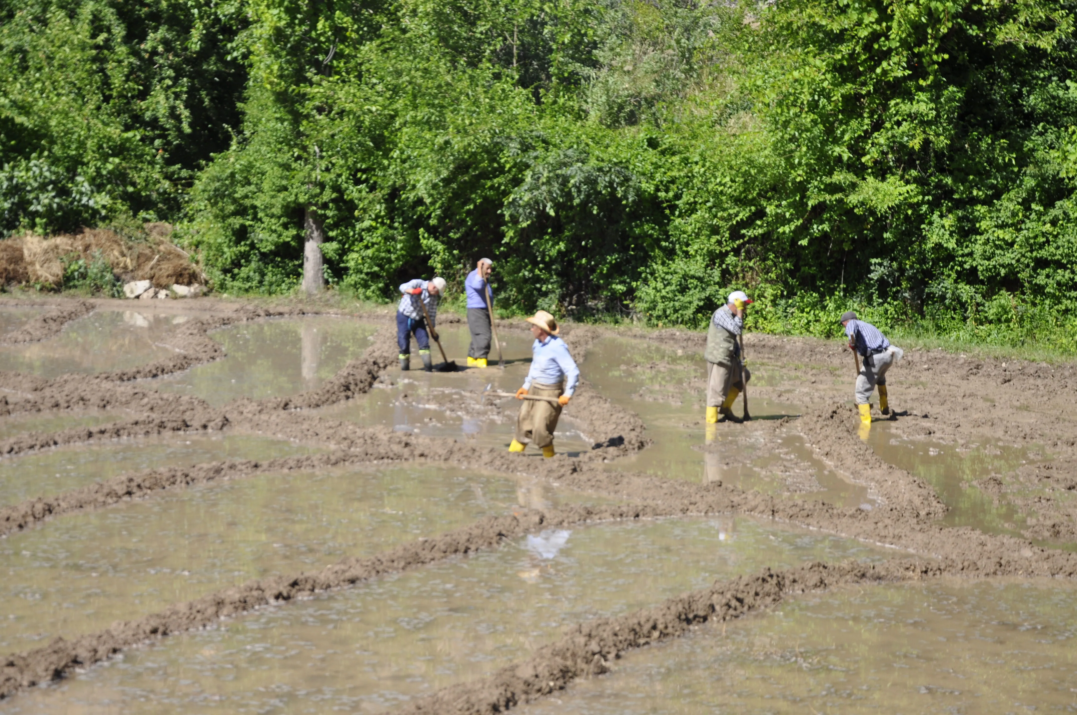 Çukurca'da imece usulü çeltik ekimi