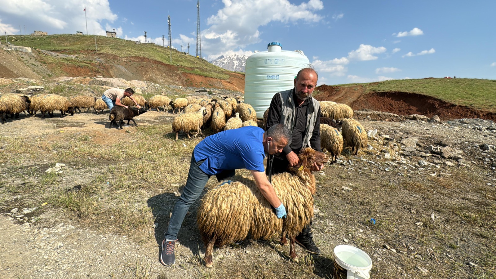 Hakkari'de Kurbanlıklar sağlık taramasından geçirildi