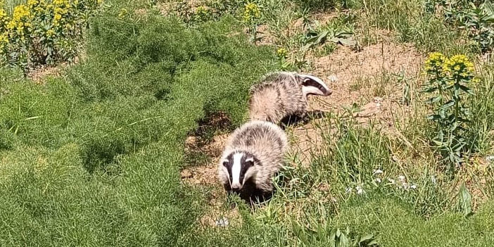 Hakkari’de nesli tükenmekte olan porsuk görüntülendi