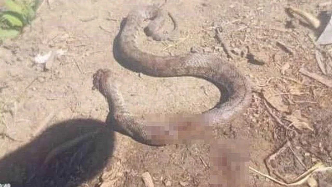 Hakkari'de Engerek yılanı öldürüldü