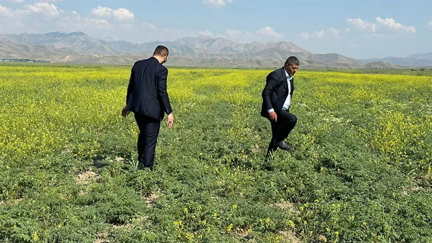 Yüksekova'da nohut bereketi! Yüksek oranda verim sağlandı