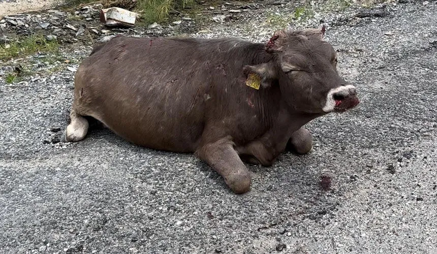 Hakkari'de 500 metrelik kayalıktan düşen inek yaralandı