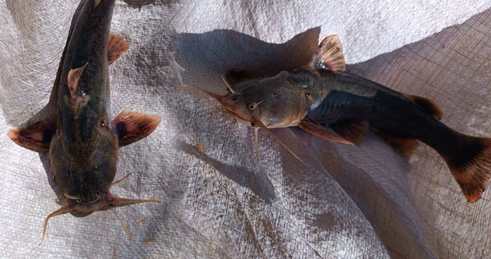 Nadir Görülen "İğneli Bodur Yayın Balığı" Zap suyunda Görüldü