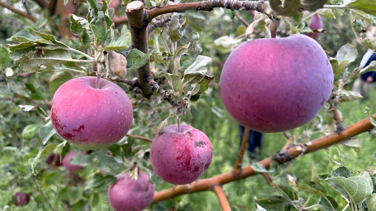 Yüksekova'da Meyve Ağaçlarındaki Verimlilik Çiftçileri Sevindirdi
