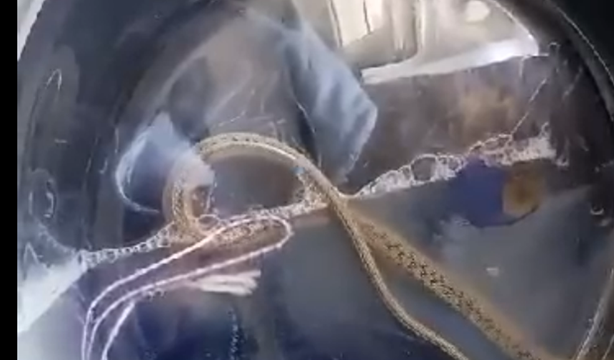Hakkari’de çamaşır makinesinde yılan çıktı
