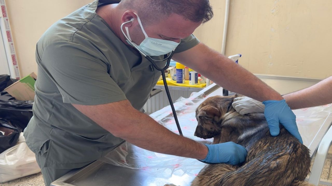Hakkari'de bir günde 34 sokak hayvanı tedavi edildi
