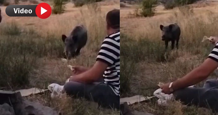 Yaban domuzu Çukurca'daki piknikçilerin misafiri oldu