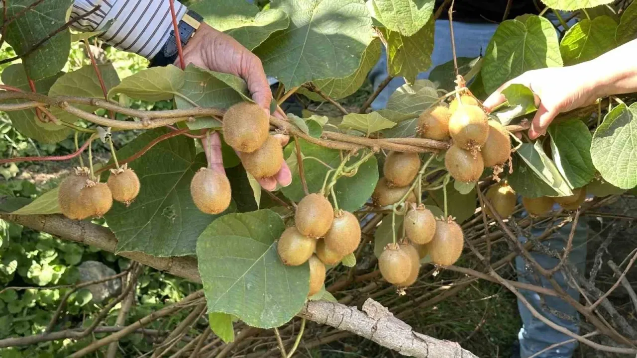 Hakkari'de ilk kez kivi yetiştirildi